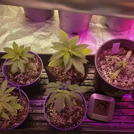 Growgoodweed