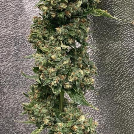 White widow