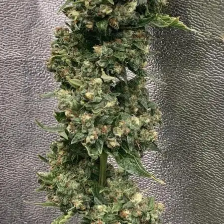 White widow