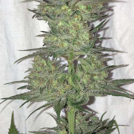 Northern Light