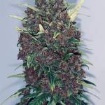 Red Strawberry Banana Auto