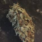 GorillaCookies 