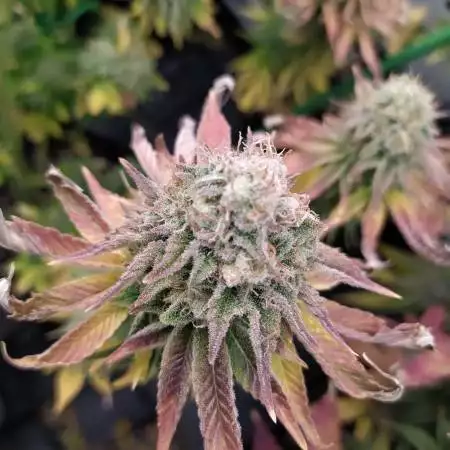Ocean grow cookies