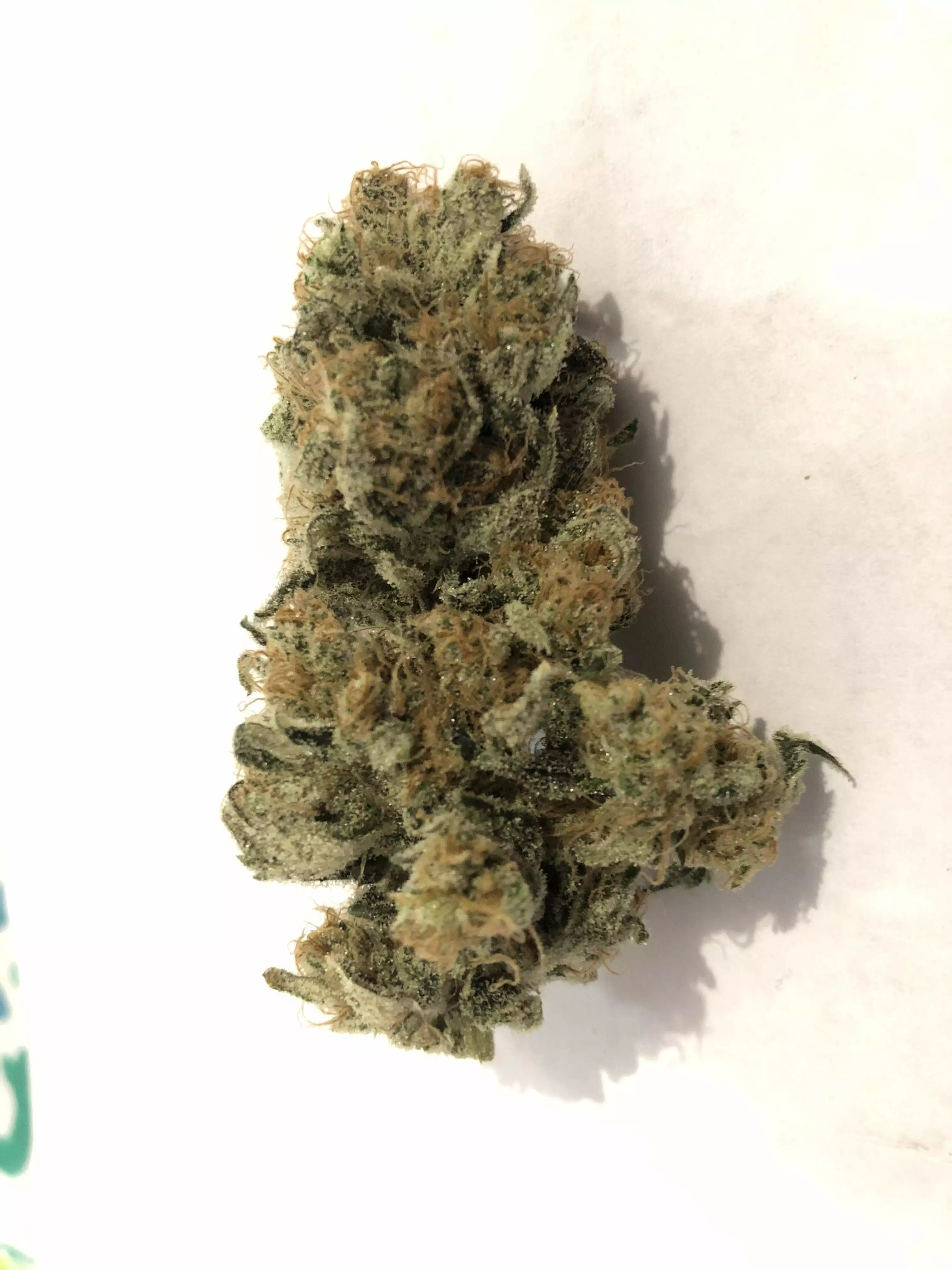 Power Plant / Dutch Passion: harvests - GrowDiaries