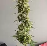 First time grow >> Living soil Gorilla C