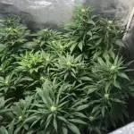 White Widow