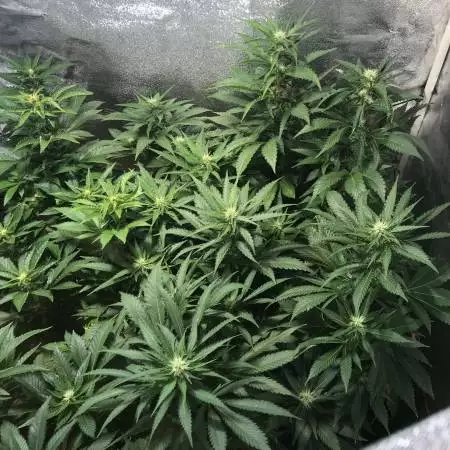 White Widow