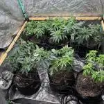 SCROG GROW
