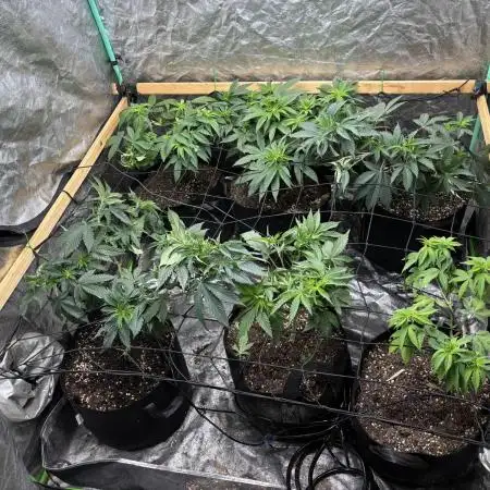 SCROG GROW