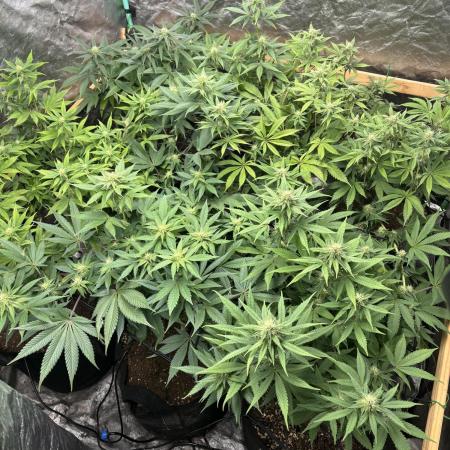 SCROG GROW