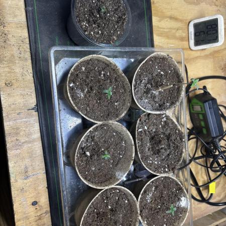 White widow auto xxl