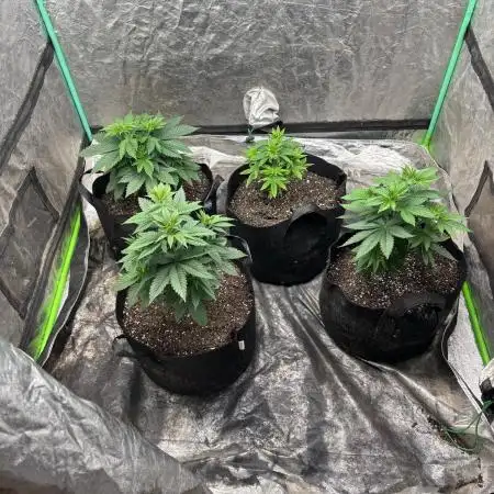 Bubba kush