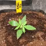Darksideseeds 