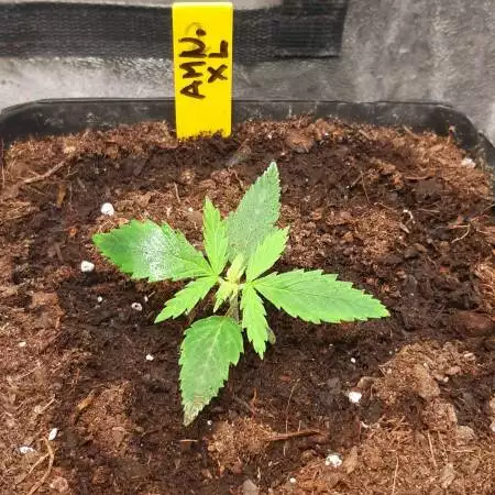 Darksideseeds 