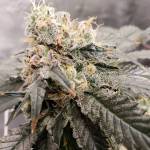 Runtz Muffins & Wedding Cake