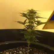 Dwarf Auto