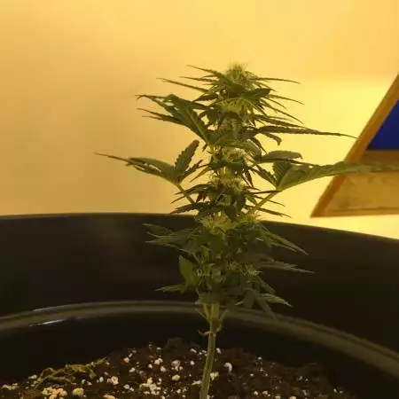 Dwarf Auto