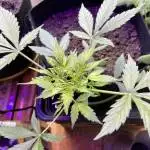 purple queen auto