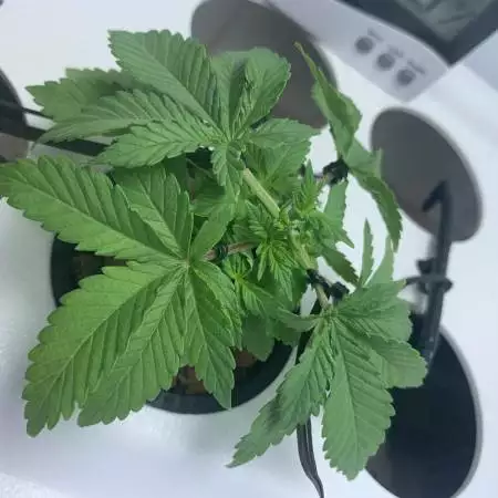 First Hydro grow LSD and Cheese Fem