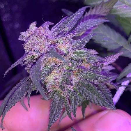 Kens GDP &  Blackjack (Sativa)