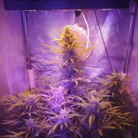 Auto Daiquiri Lime in 20L airpot