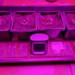 Grapefruit kush autoflower fem x4