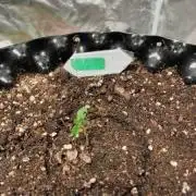 Runtz - Seed Stockers