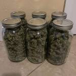 420 Fast Buds Gorilla Cookies Auto
