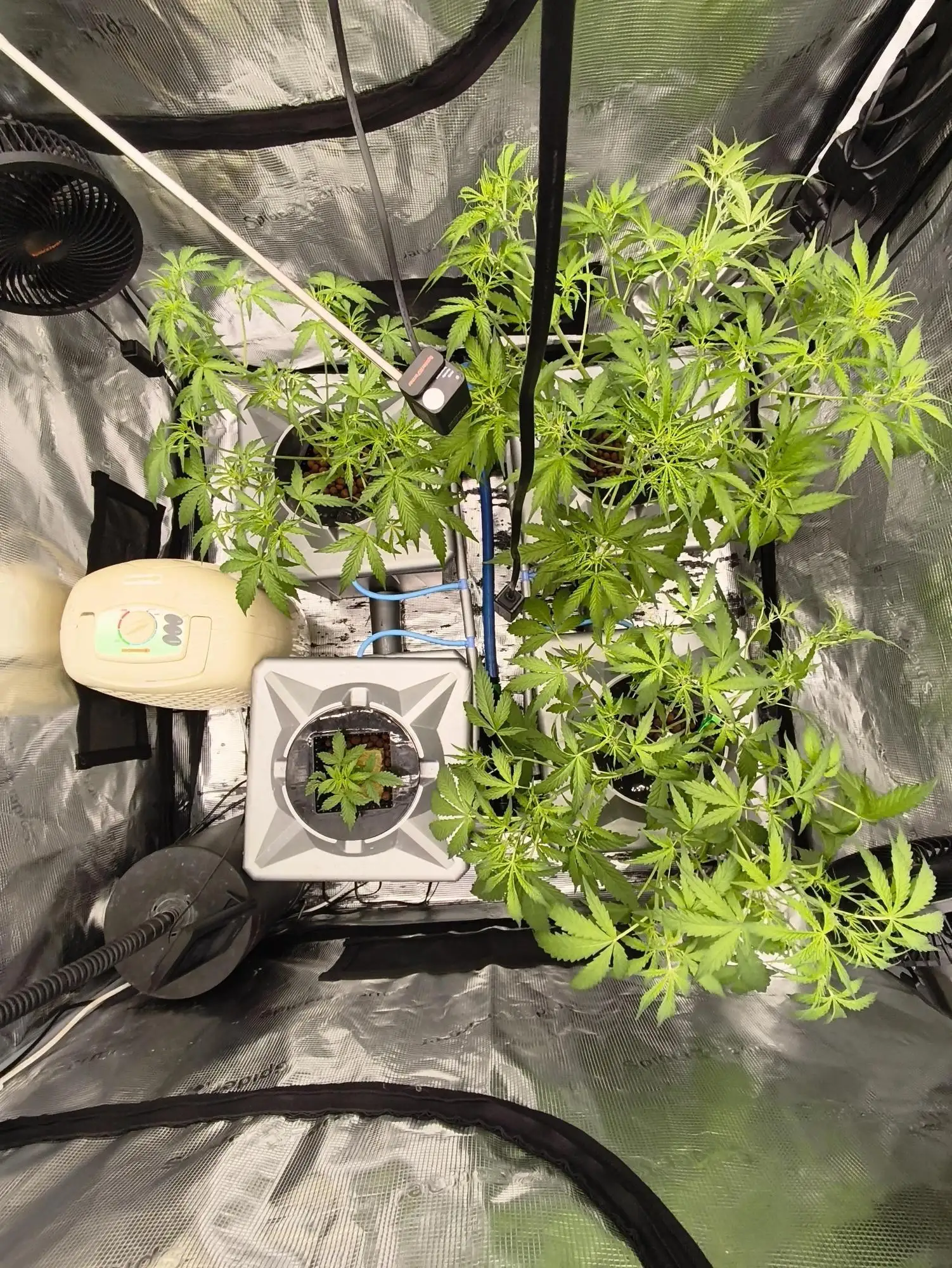 RDWC AUTO RUN 2025 grow journal by BBZETTA - GrowDiaries