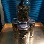 Forbidden Fruit Outdoor- Advanced Geneti