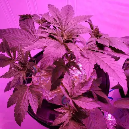 El Dorado OG (DWC)
