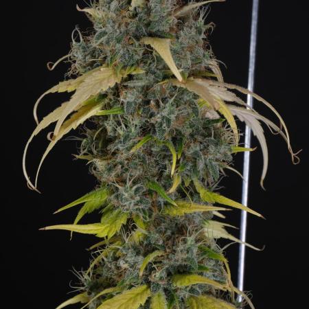 Mendo Crème