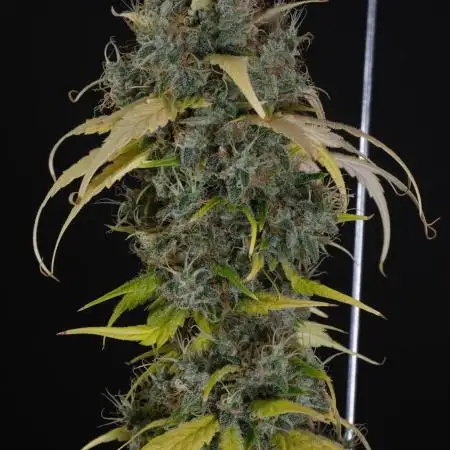 Mendo Crème