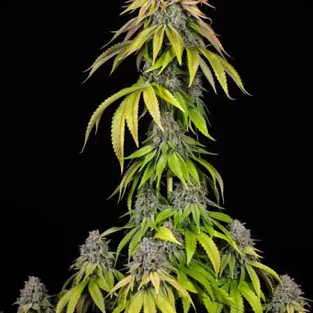 Tropicana Crush
