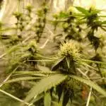 Virgin Grow - Unknown Strains