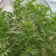 Legal Summer 2026