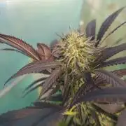 Legal Summer 2026