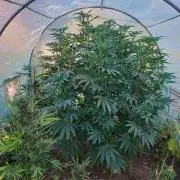 Legal Summer 2026