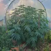 Legal Summer 2026