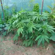 Legal Summer 2026