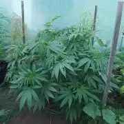 Legal Summer 2026