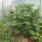 Legal Summer 2026