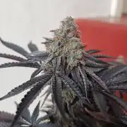 Gelato-K indoor 2026