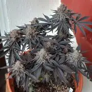 Gelato-K indoor 2026