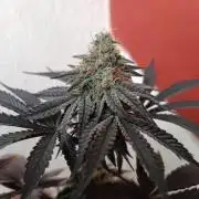 Gelato-K indoor 2026