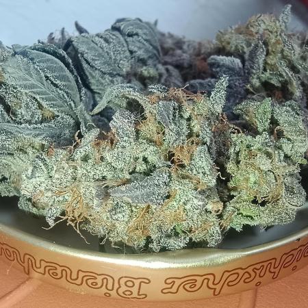 Gelato-K indoor 2026