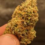 Critical X Northern Lights Automatic