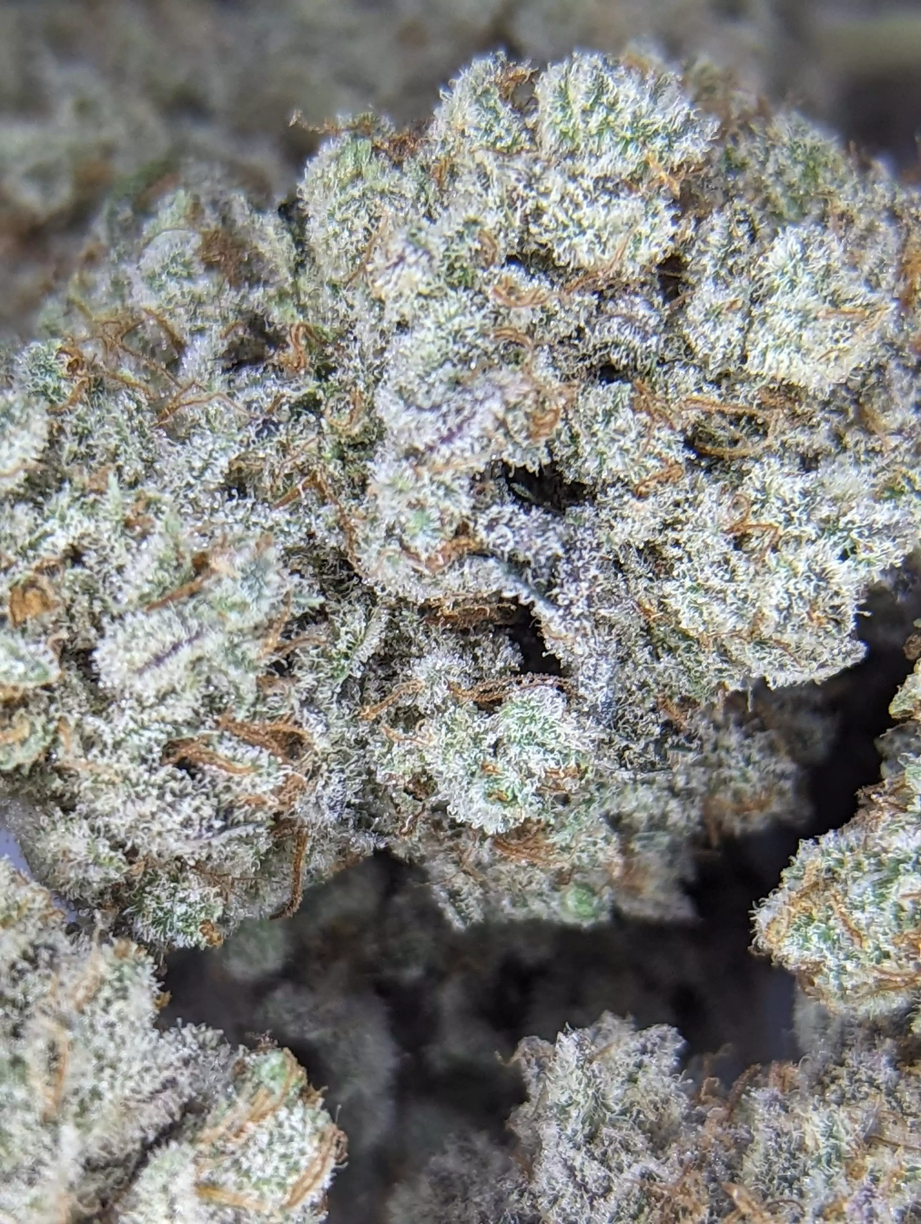 その他 Gray Sheep CHERRY Gray Sheep Song Notes 01 – Gray Sheep Official Website