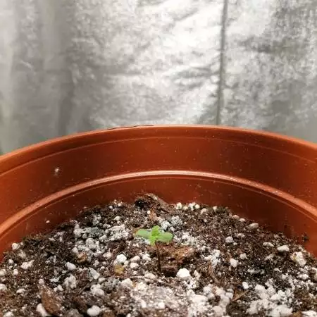Orange sherbet Auto