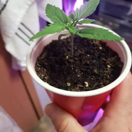 Seedsman white widow auto